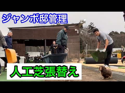 人工芝張替え作業《JUMBO邸管理動画》
