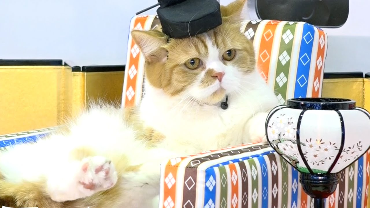 臨月の東尾理子、ふてニャンを抱っこしてご満悦　『Y!mobile新CM発表会』