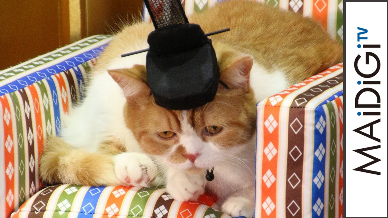 人気のCMネコ「ふてニャン」が可愛すぎる“お内裏様”に変身！　「ワイモバイル」新CM放映記念イベント1　#Fute Nyan　#event