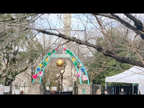 【Live】ウォンバットの聖地にて世界最高齢記念式典 23.2.11 #wombat ＃ギネス認定 #GuinnessWorldRecords