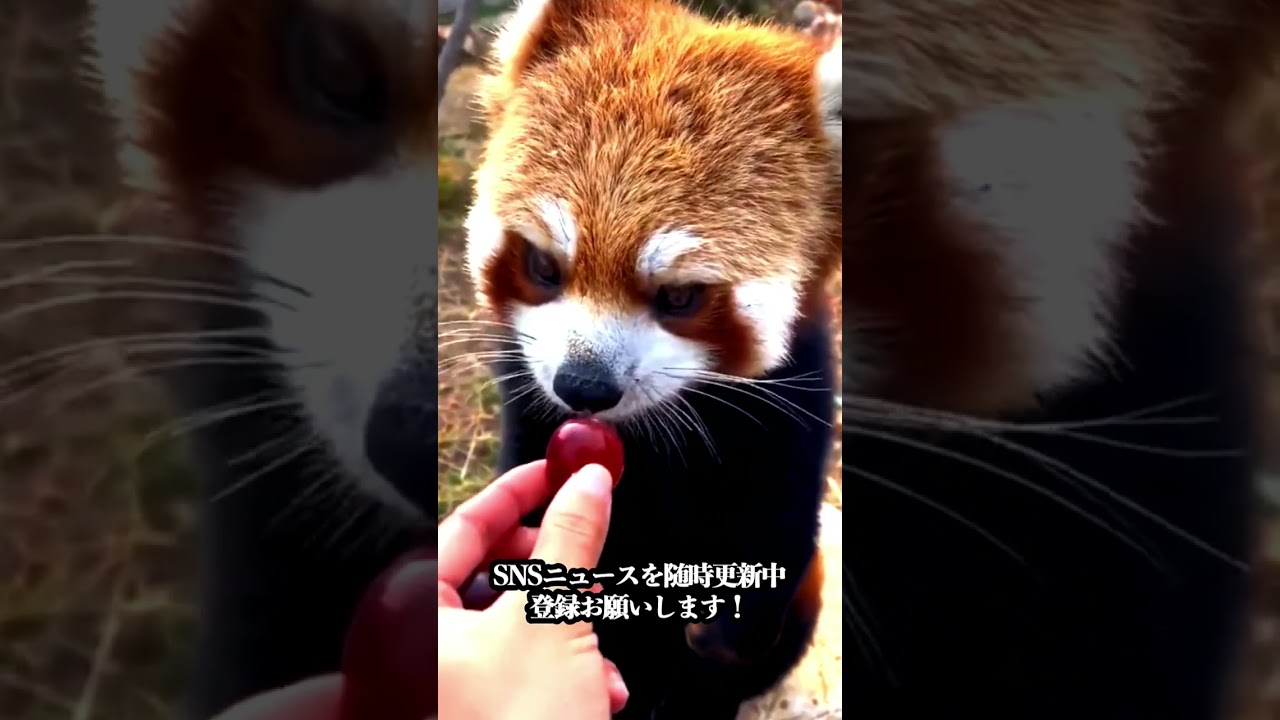 【初めてブドウを食べたレッサーパンダの反応に注目】　　＃short　＃shorts　#ほっこり　#あざとい　#かわいい