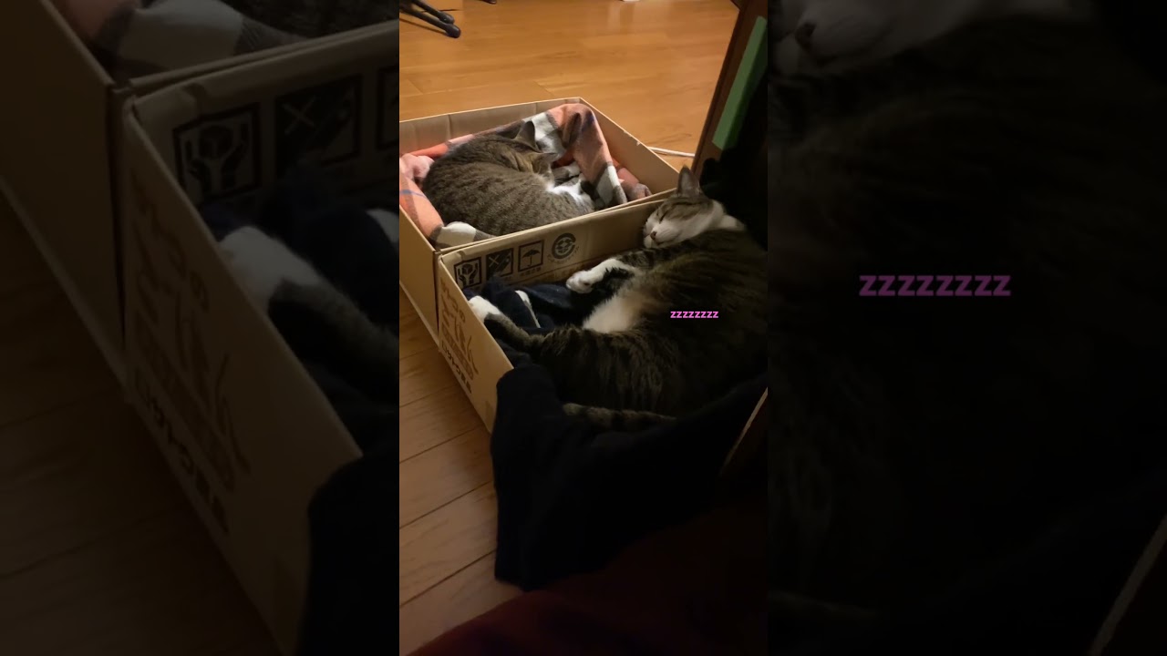 【甘えん坊猫】イビキかいてるよね｡ﾟ(ﾟ´ω`ﾟ)ﾟ｡？ #cats💤