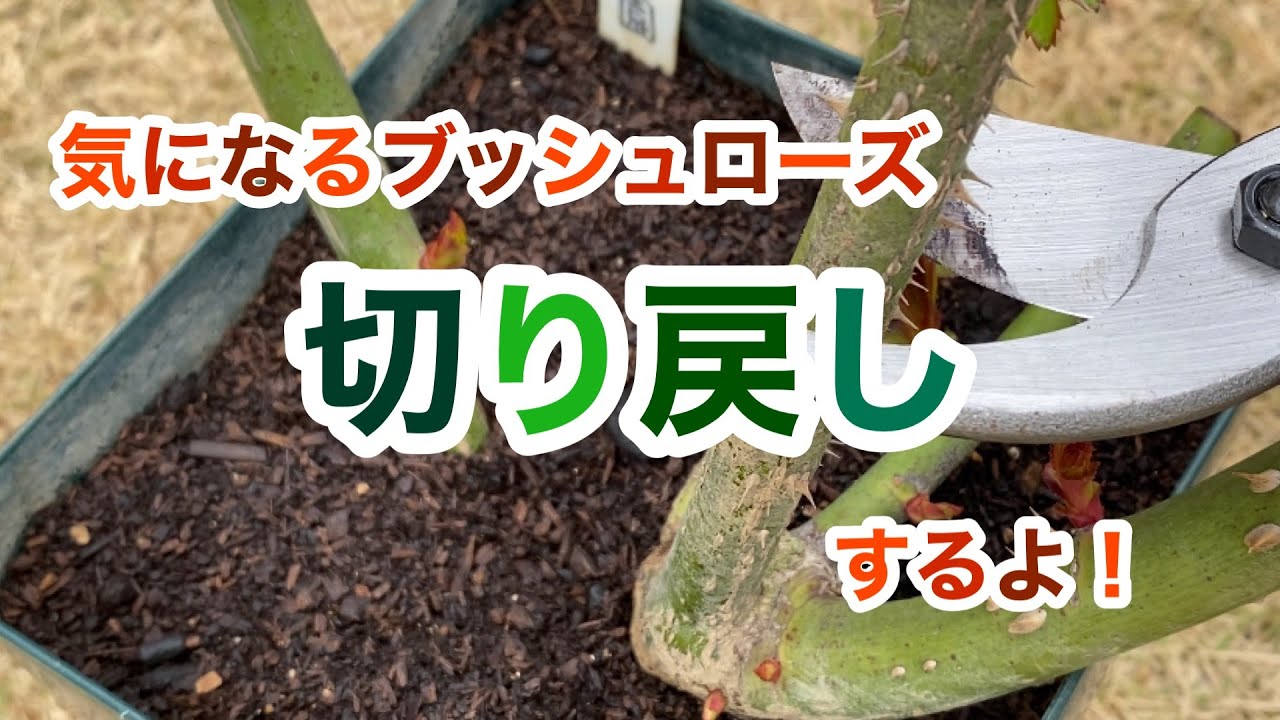 気になるブッシュローズ切り戻しするよ！