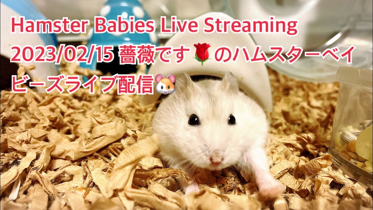 Hamster Babies Live Streaming 2023/02/15 薔薇です🌹のハムスターベイビーズライブ配信🐹#ハムスター #hamster #薔薇です🌹#baradesu