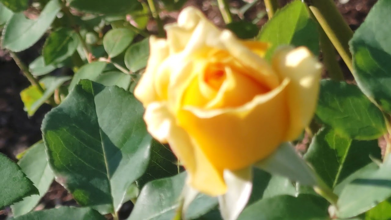 -20211014-【不動裕理】様へ　＃ROSE　＃薔薇　＃お誕生日おめでとうございます　＃中森明菜　＃少しだけスキャンダル　＃GoToトラベル　＃バッテリー交換東京　＃高橋ひなこ文部科学副大臣　＃嵐