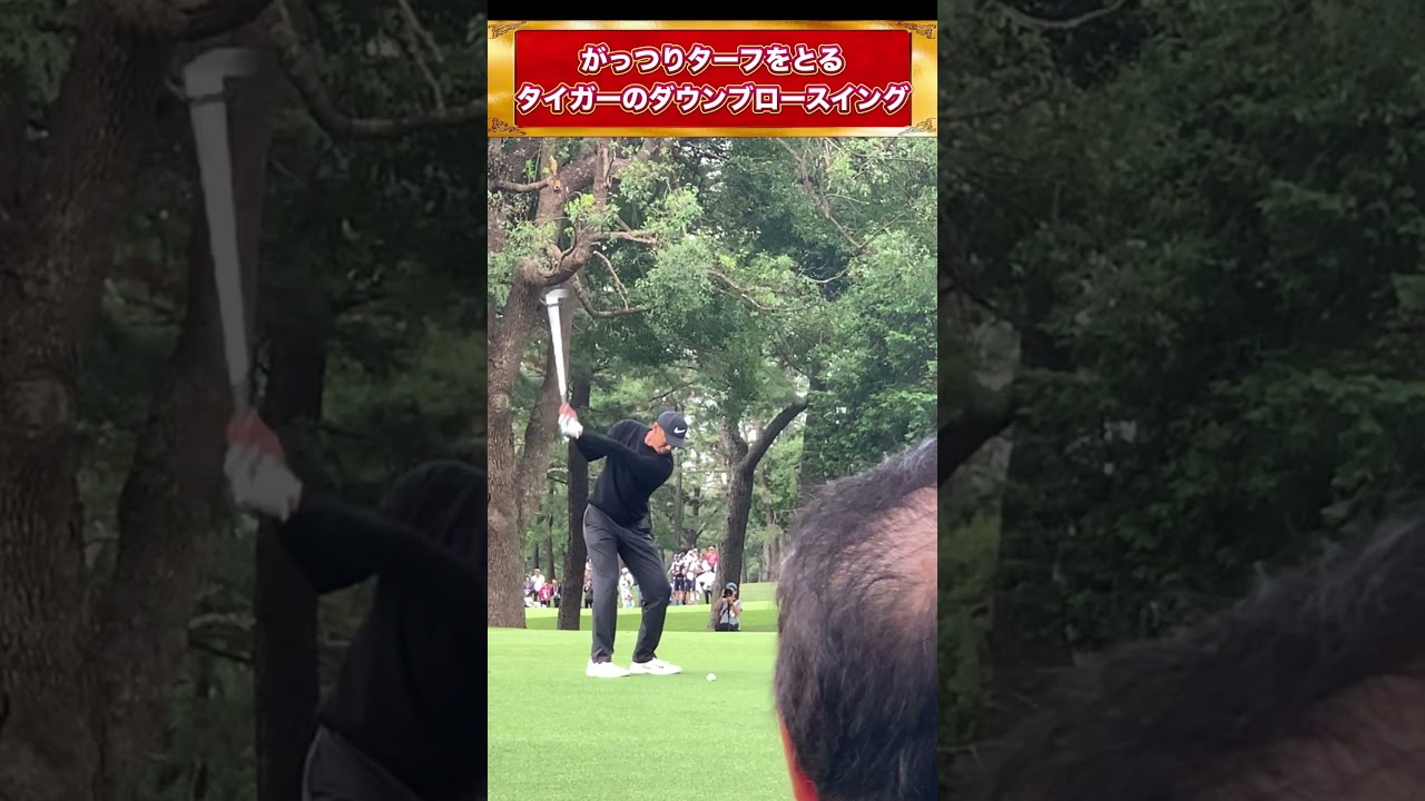 【タイガーウッズ】もの凄い角度から入るスティンガーショットを間近で体感 #shorts #ゴルフスイング