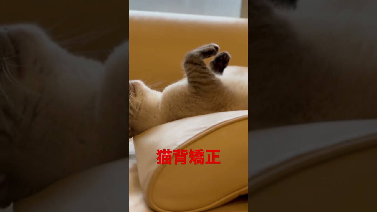 猫背矯正😻#猫背矯正#肩凝り #片山晋呉 #ゴルフスイング #ゴルフ #プロゴルファー