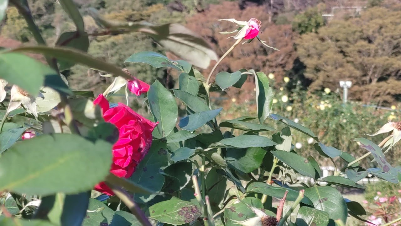 -20211118-【東尾理子】様へ　＃ROSE　＃薔薇　＃お誕生日おめでとうございます　＃中森明菜　＃愛撫　＃バッテリー上がり東京　＃GoToトラベル福岡県　＃大家敏志財務副大臣　＃石田純一　＃嵐