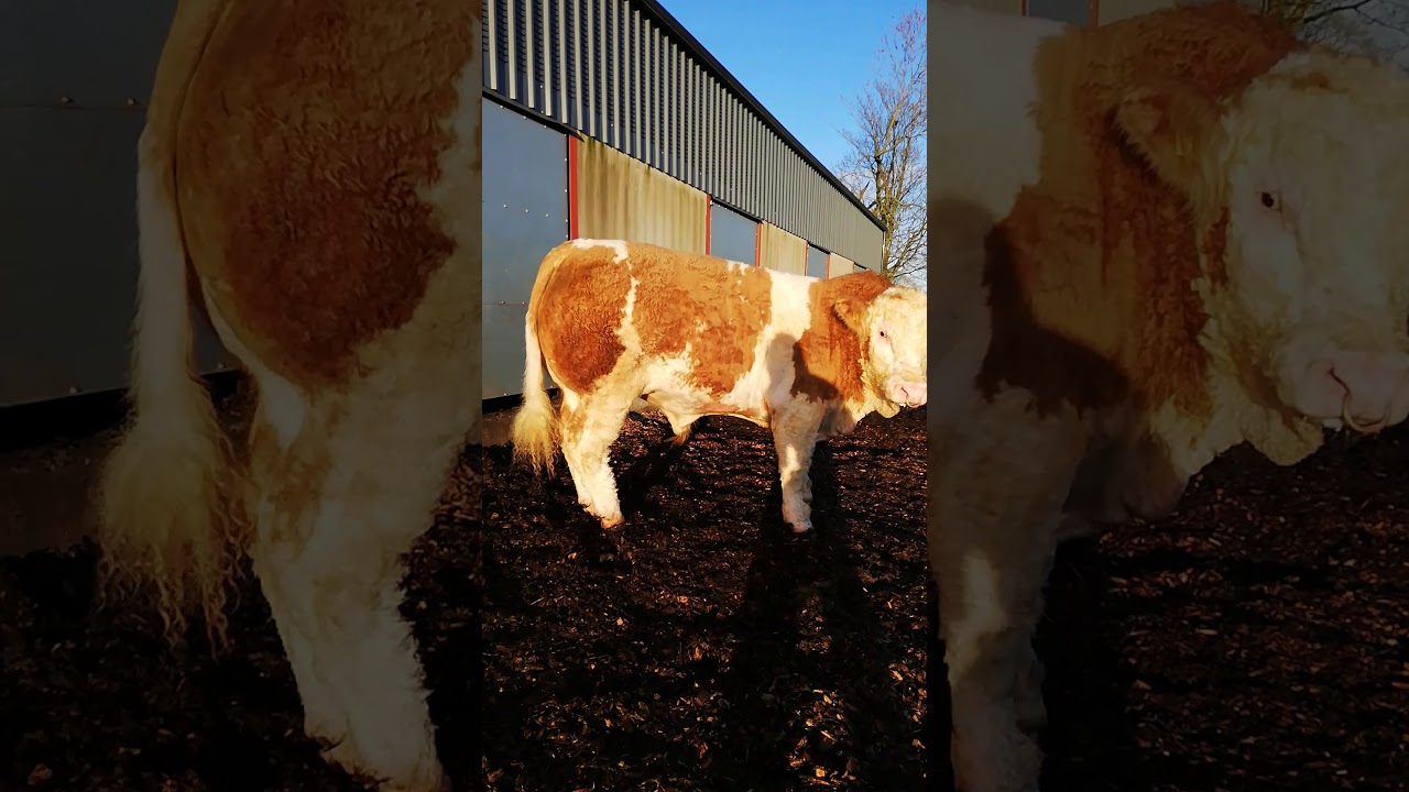 Kilbride Farm Kaymer video 1