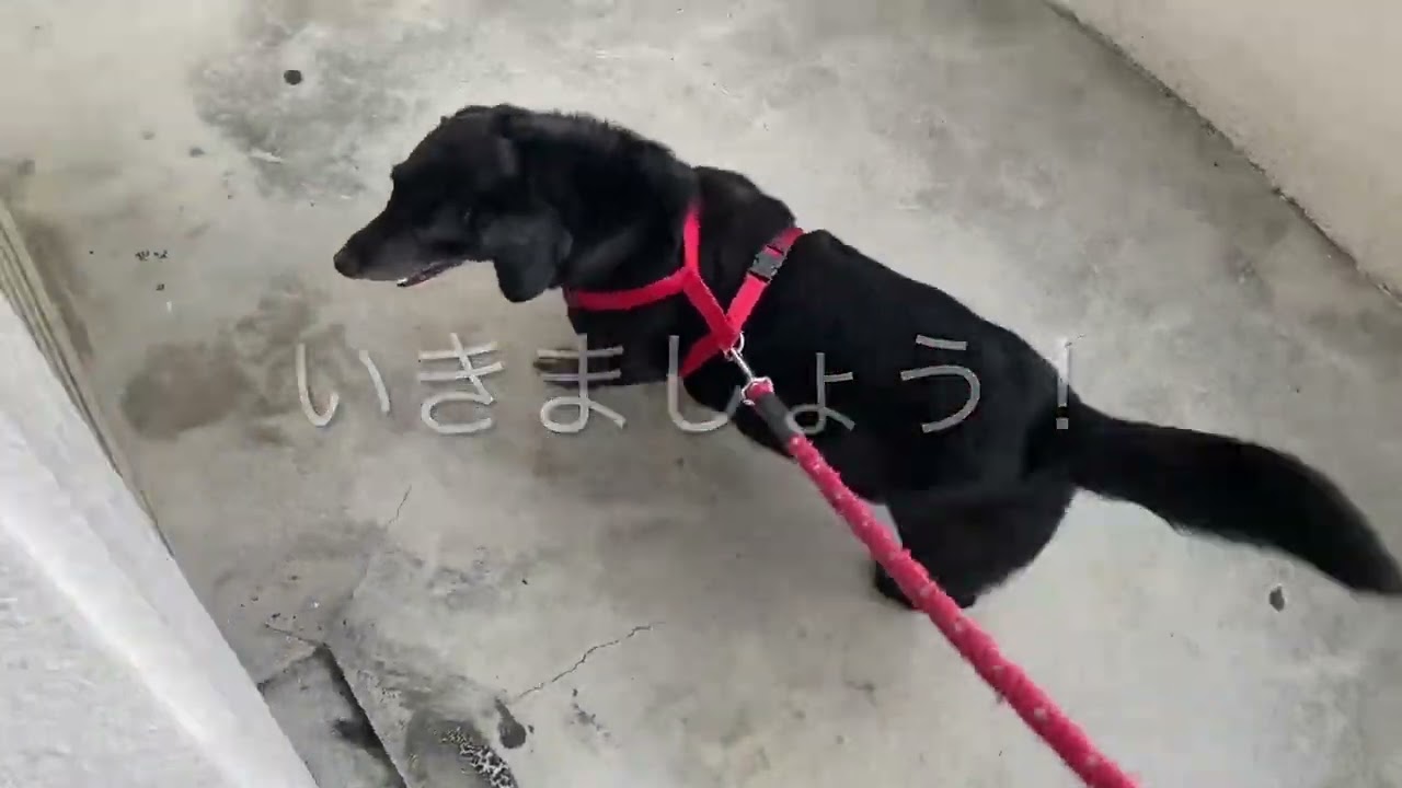 ザックス君の散歩2023年6月19日