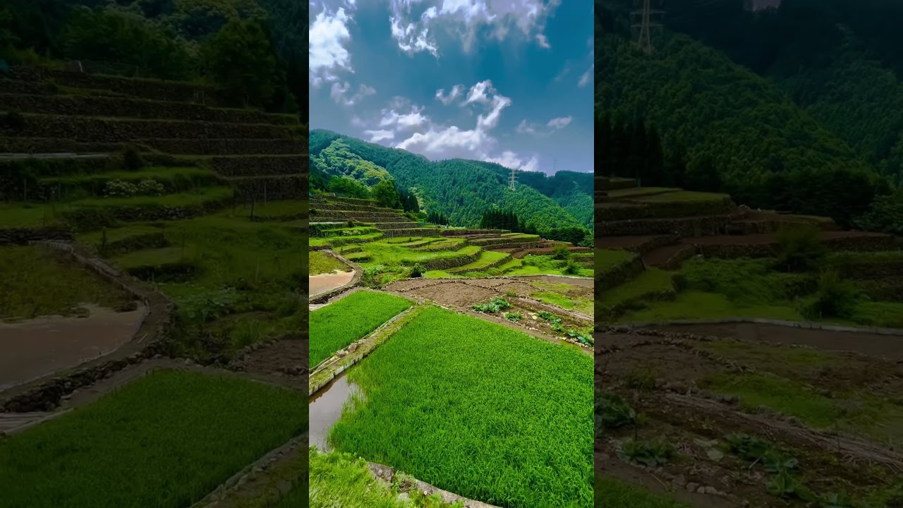 日本棚田百選、日光の棚田に来ています。森下です。#shorts