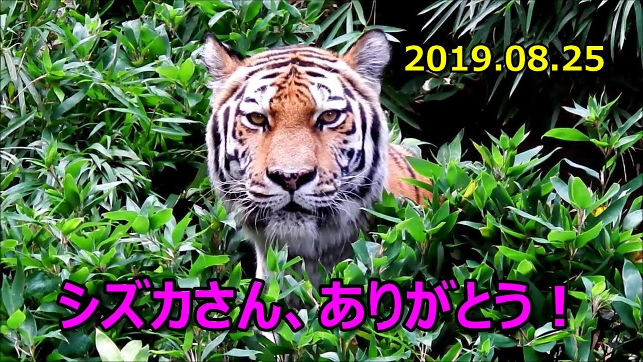 シズカさん、ありがとう！【２０１９年～２０２０年】　Amur Tiger(アムールトラ)　多摩動物公園