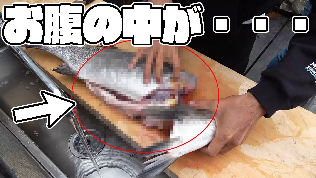 離島で釣ってきたブランドヒラスズキのお腹の中がヤバすぎた！！