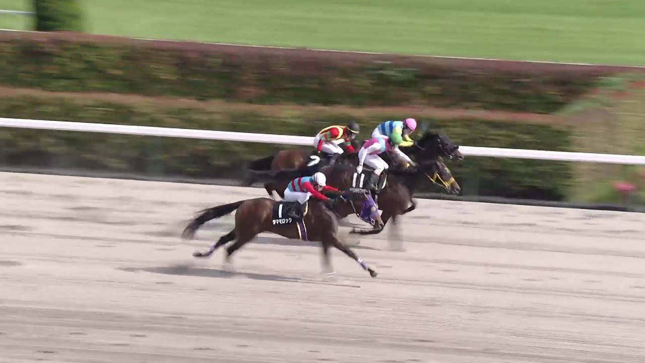 【レース映像】アハルテケステークス ビヨンドザファザー｜ウイニング競馬 2024