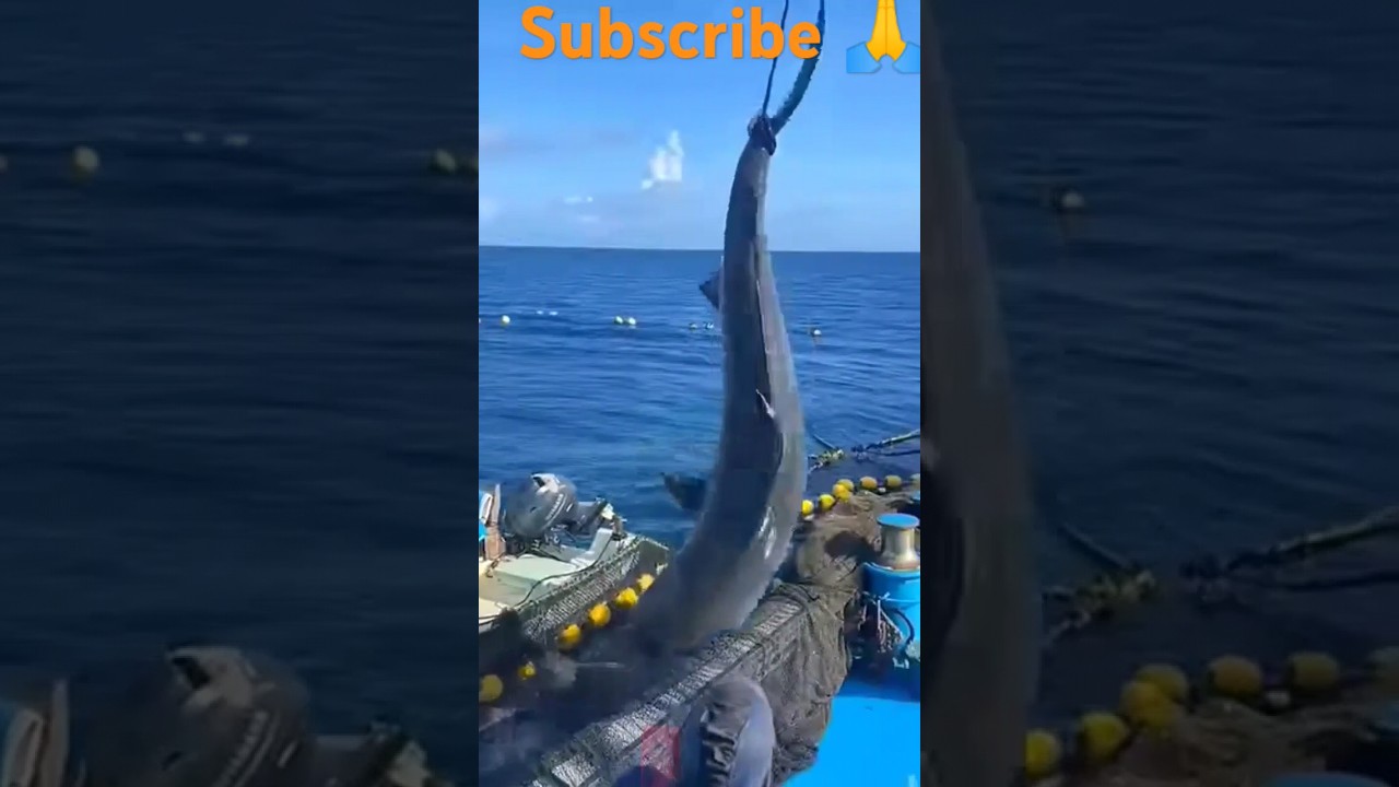 #shark #fishing #fish #whale #whalefish #dolphine #viralvideo #viralshorts #タイガーウッズ