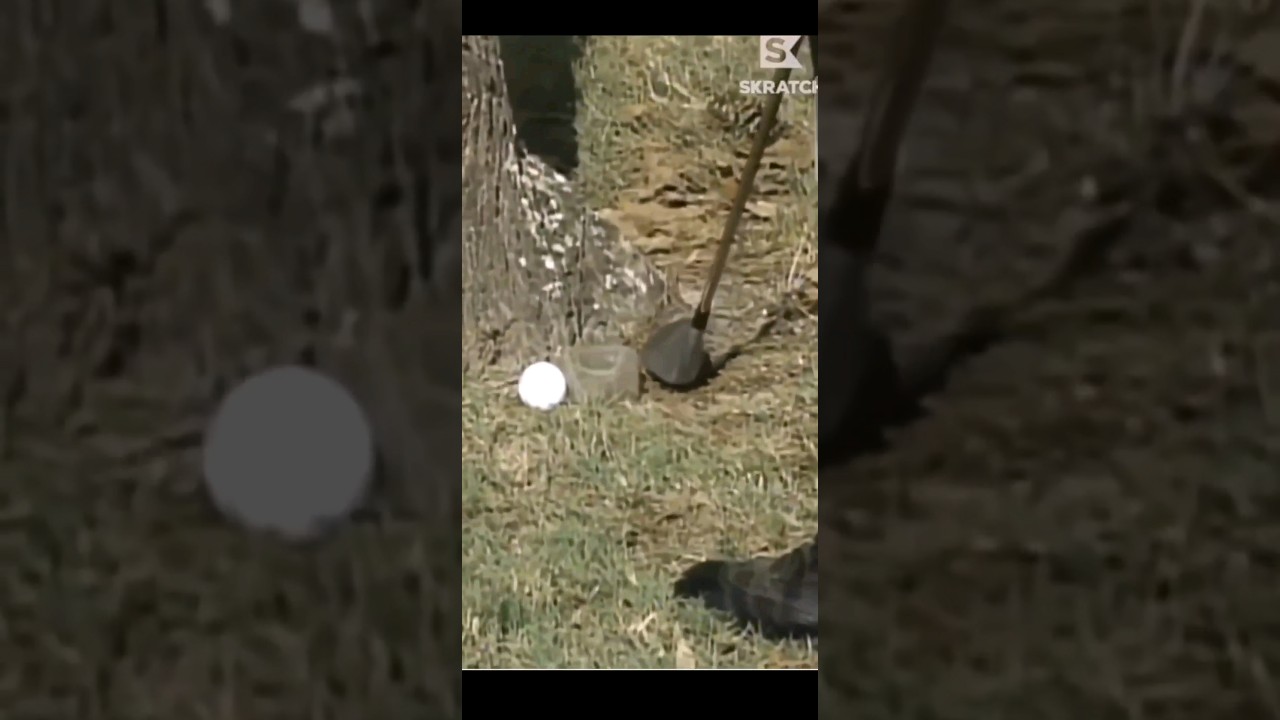 Tiger woods uses rock to hit ball. #shorts #golf #tiger