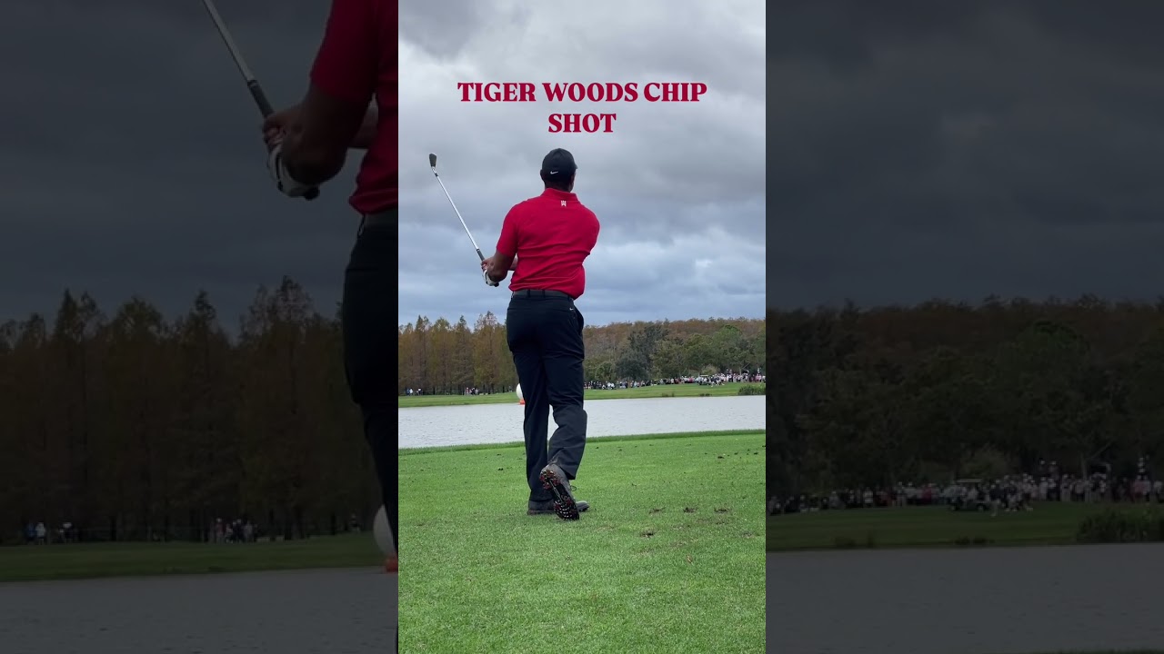 Rate this Tiger Woods Chip Shot. 👀 #tigerwoods #pgatour