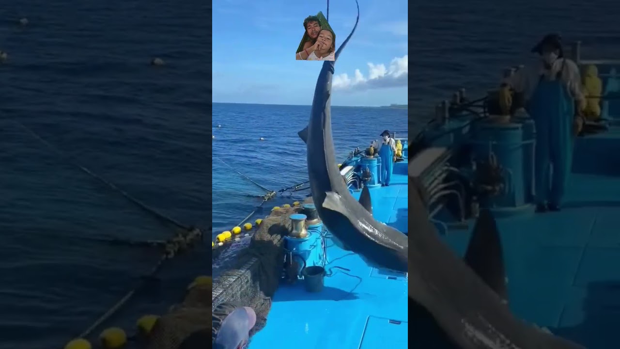 #shark #タイガーアイ #fishing #タイガーウッズ #fish #タイガーサラマンダー #ocean #ハングリータイガー #animals #シーガー