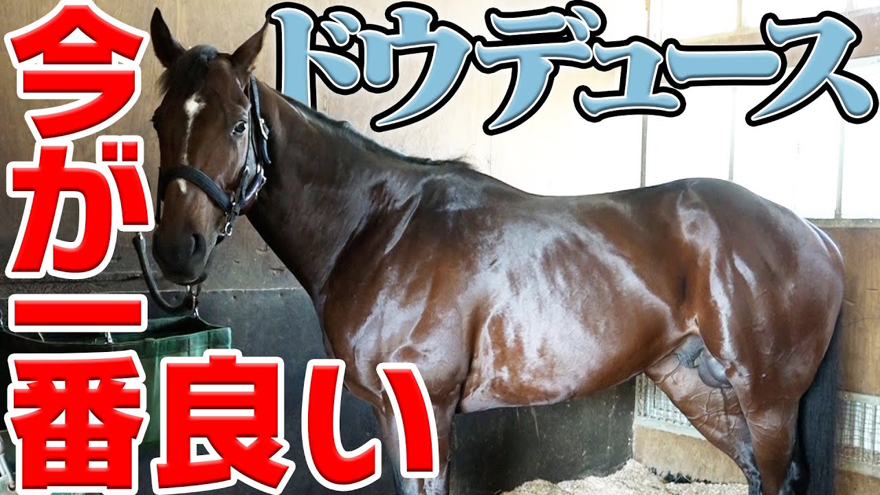 ドウデュース「今が一番良い状態」馬房にお邪魔します｜ウイニングTube