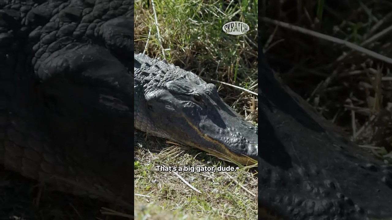 Justin Rose's SAVAGE 🐊 Prank on Dan Rapaport