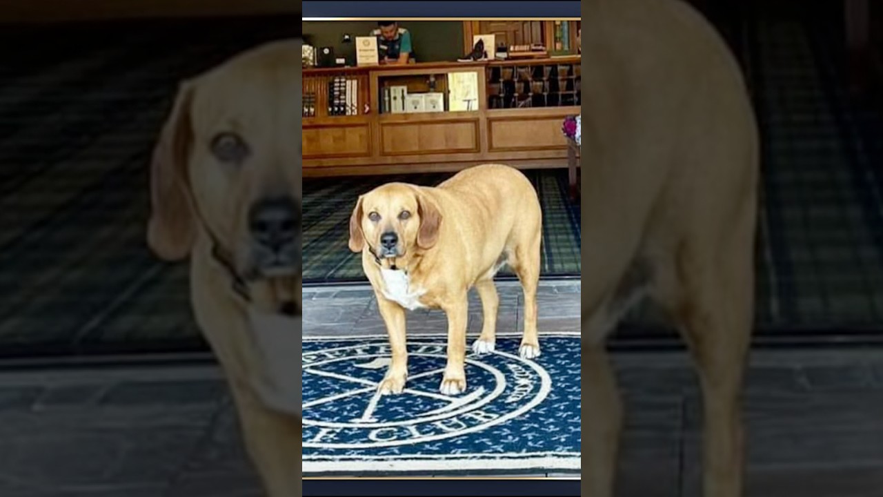 Golf Dogs of the Week - Week 2