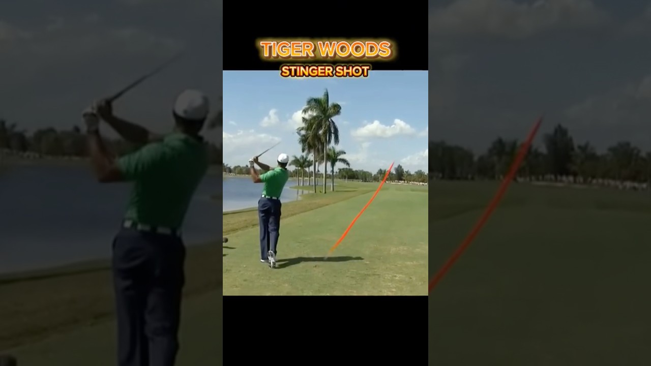 우즈형의 스팅어 샷 모음입니다.