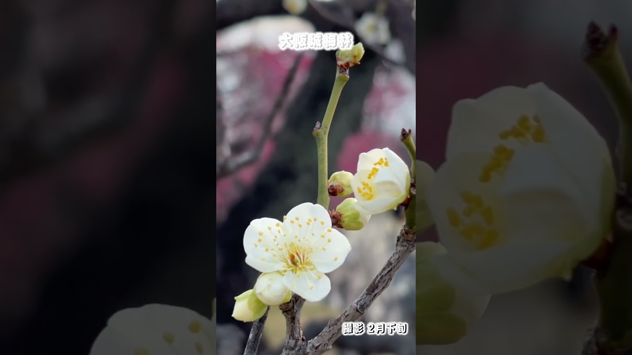 大阪城公園梅林は、見頃です🌸 #ゴルフ #松山英樹 #パッティング #上田桃子 #ドローボール  #ゴルフ練習 #ゴルフ女子 #golf  #ドライバー #梅林 #大阪城