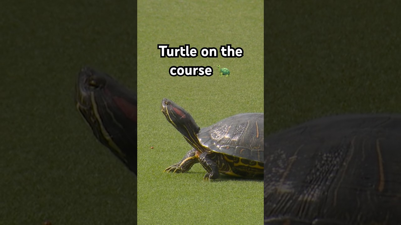 Wait for the end … 😂