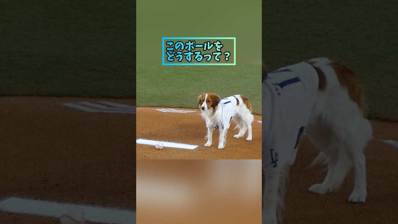 ㊗️300万回再生突破✨こんな可愛い始球式見たことある？🐶CUTEST FIRST PITCH BY DECOY🐾 #ohtani #デコピン #shorts