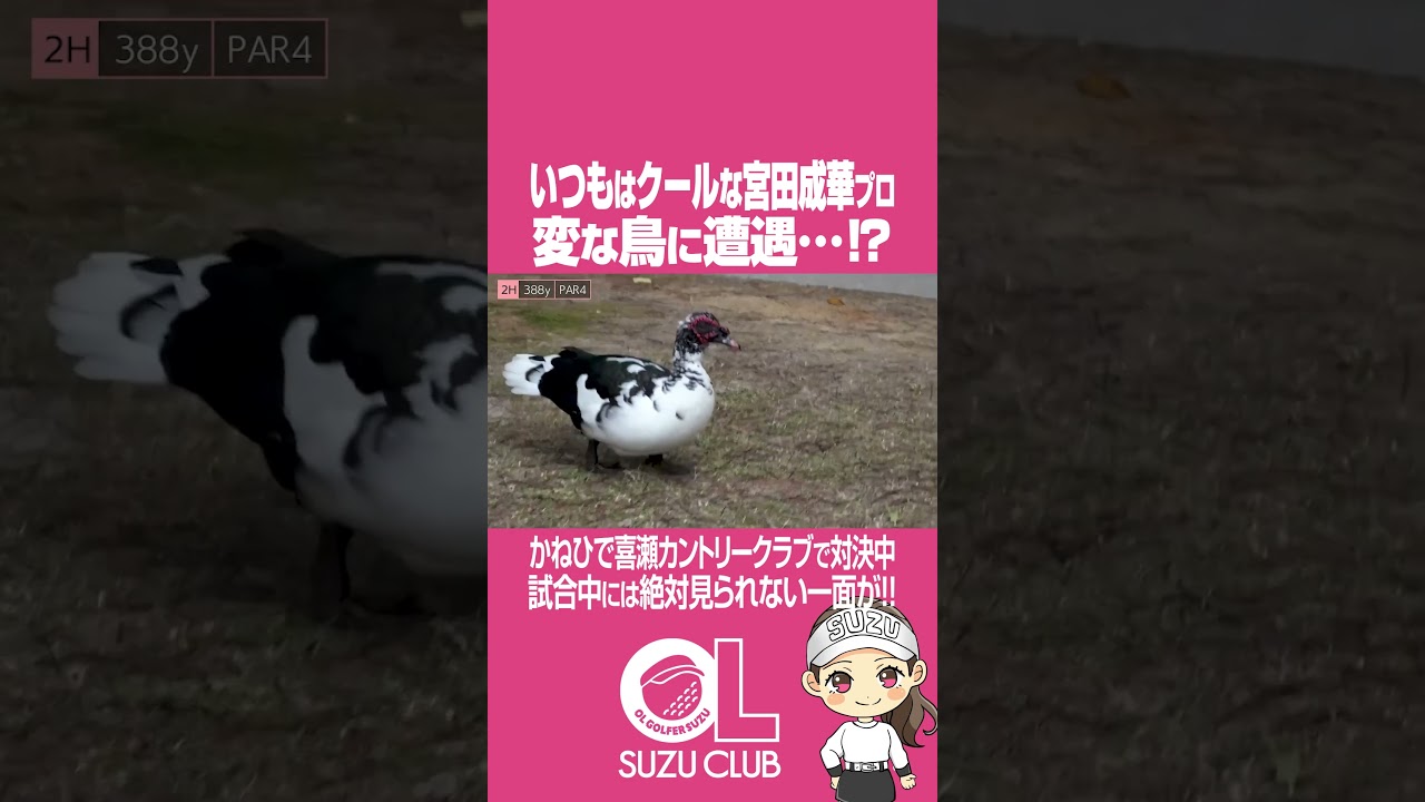 クールビューティーな#宮田成華 プロが怖いモノとは!?  #ゴルフ対決 #ゴルフ #GOLF #ゴルフ女子 #プロゴルファー  #ラウンド