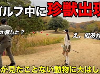 え！あれなんですか！人生で見たことない動物の大群に遭遇しました。