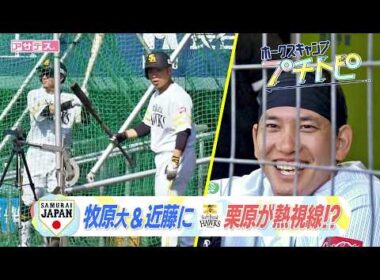 【ホークスキャンプ】SAMURAI JAPAN 牧原大成&近藤健介にホークス栗原が熱視線？！【スポーツキラリ★】【プチトピ】