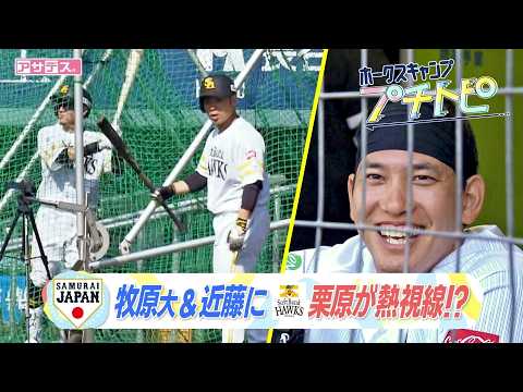 【ホークスキャンプ】SAMURAI JAPAN 牧原大成&近藤健介にホークス栗原が熱視線？！【スポーツキラリ★】【プチトピ】