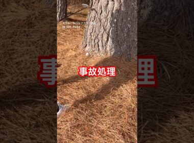 流石にアンプレアブルで良かったのでは #ゴルフ女子 #ゴルフ初心者 #娘とゴルフ #エリエールゴルフクラブ香川