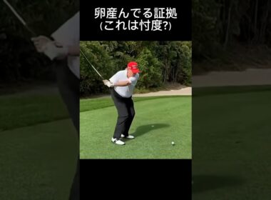 卵産んでる証拠#golfshorts #golf #golfswing #ゴルフ #ゴルフスイング #トラップ大統領ゴルフ