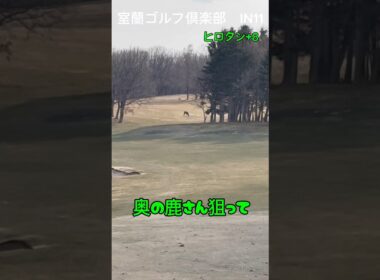 奥の鹿さん狙ってレッツゴーw#ゴルフ #ゴルフスイング #ジュニアゴルフ #ジュニアゴルファー #golf #北海道ゴルフ