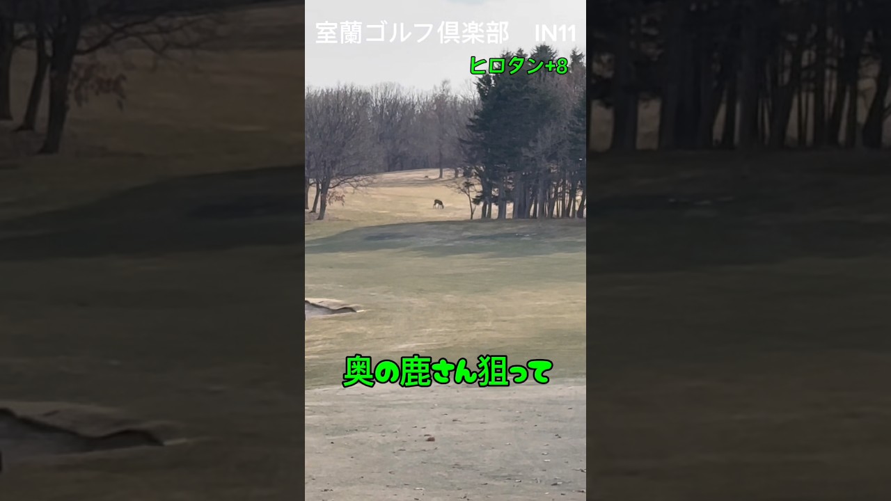 奥の鹿さん狙ってレッツゴーw#ゴルフ #ゴルフスイング #ジュニアゴルフ #ジュニアゴルファー #golf #北海道ゴルフ