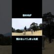 右の木が邪魔な奴 #ゴルフ #ゴルフラウンド動画 #golf#ドライバー#チーピン
