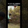 もうタイガーらゴルフを超えている #ゴルフ